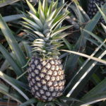 Going the extra mile to continue supplying fresh fruit to the world